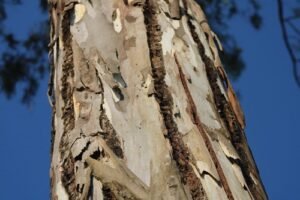 Eucalyptus Citro Dora