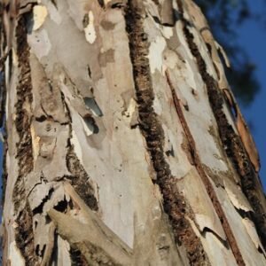 Eucalyptus Citro Dora
